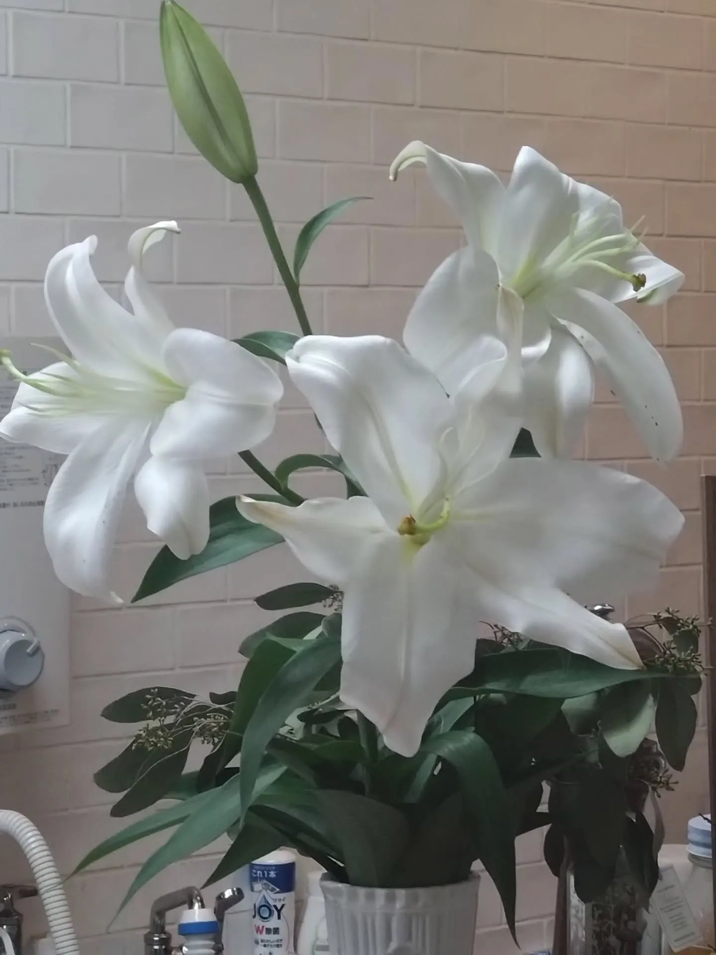 8月ランチMENU人気ランキング